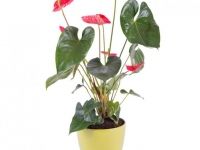 Anthurium