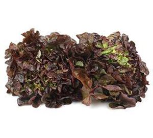 Lechuga hoja de roble